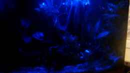 aquarium-von-bazzi-becken-11827_<nachtlicht