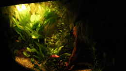 aquarium-von-bazzi-becken-11827_Niedervoltbeleuchtung als Sternenhimmel, reine Spielerei