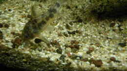 aquarium-von-bazzi-becken-11827_Corydoras paleatus