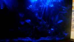 aquarium-von-bazzi-becken-11827_Nachtlicht