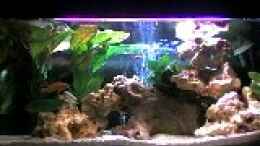 aquarium-von-jonathan-helbig-becken-11834_ein paar Wochen später mit ein wunderschönen Echindoris Re