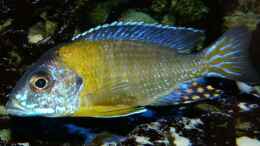 Aquarium einrichten mit Aulonocara spec. blue neon