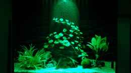 aquarium-von-auecheck-becken-11888_LED Beleuchtung (100%)