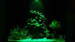 Aquarium einrichten mit Becken - Beleuchtung durch LED-Technik