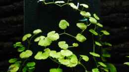 Foto mit Hydrocotyle Verticillata