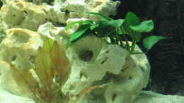 aquarium-von-andreas-herbrich-becken-1190_Aubias barteri.nana,cryptocoryne spec. LEGROI