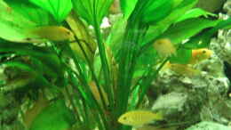 aquarium-von-andreas-herbrich-becken-1190_Labidochromis caeruleus junge