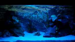 aquarium-von-sven-roland-becken-11948_Mondlicht