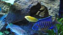Aquarium einrichten mit Aulonocara Stuartgranti (Ngara) mit Weibchen