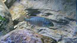 Aquarium einrichten mit Lethrinops sp. Red Cap (Itungi) Weibchen