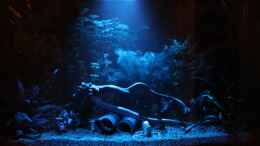 aquarium-von-heiko-oeding-meine-unterwasserwelt_Mondlicht