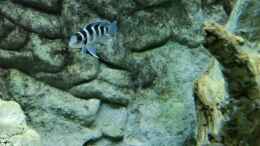 aquarium-von-der-englaender-mbuna-uferzone_Neolamprologus tretocephalus