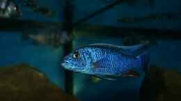 aquarium-von-oeli-zu-verkaufen_Sciaenochromis fryeri male