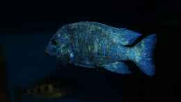 aquarium-von-oeli-zu-verkaufen_Placidochromis sp. phenochilus tanzania male