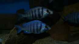 aquarium-von-oeli-zu-verkaufen_Placidochromis sp. phenochilus tanzania