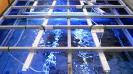 aquarium-von-oeli-zu-verkaufen_Das Lampengestell mit alten LED-Lampen fertig verdrahtet