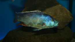 Aquarium einrichten mit Nimbochromis livingstonii male