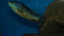 Aquarium einrichten mit Nimbochromis livingstonii male