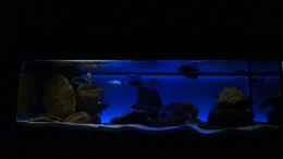 Aquarium einrichten mit Oeli`s Non Mbuna Tank Nov. 2012