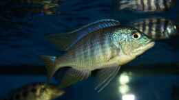 Aquarium einrichten mit Placidochromis sp. jalo reef male