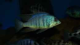Aquarium einrichten mit Placidochromis sp. jalo reef male