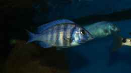 Aquarium einrichten mit Placidochromis sp. phenochilus tanzania female