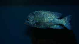 Aquarium einrichten mit Placidochromis sp. phenochilus tanzania male