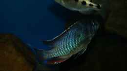 aquarium-von-oeli-zu-verkaufen_Nimbochromis livingstonii male