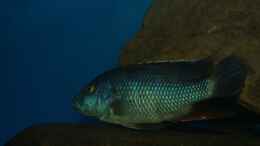 Foto mit Nimbochromis livingstonii male