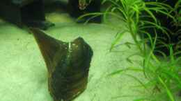 Aquarium einrichten mit Hyriopsis bialatus, Haifischflossenmuschel, und