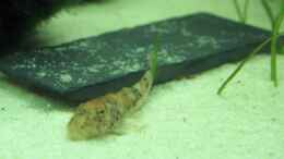 Aquarium einrichten mit Parotocinclus jumbo, Pitbull-Pleco