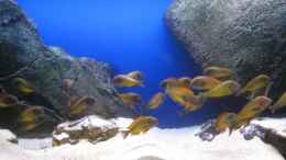 aquarium-von-simmal-becken-12035_Ilangis