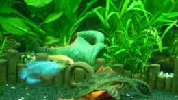 Aquarium einrichten mit blauer Zwergfadenfisch,goldene Saugschmerle,Saugmaulwels