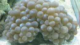 Aquarium einrichten mit Blasenkoralle (Plerogyra sinuosa)