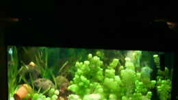 aquarium-von-fabian-pickave-becken-12113_