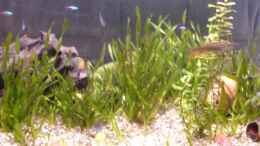 Aquarium einrichten mit Vallisneria nana &Bacopa carolinana
