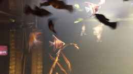 aquarium-von-ralf-bercke-naturaquarium-suedamerika--nur-noch-beispiel_10 Skalare 8 Wochen alt eingesetzt