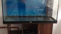aquarium-von-ralf-bercke-naturaquarium-suedamerika--nur-noch-beispiel_Mein neues Becken (Juwel Rio 300) Mitte Oktober 2016 mit D-C