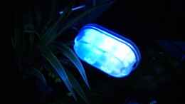 aquarium-von-gueni-becken-12183_Beleuchtung blau/weiss 9000K