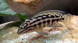aquarium-von-joker-becken-1219_Julidochromis marlieri 
