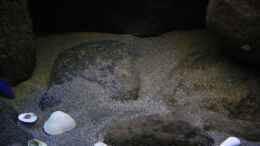 aquarium-von-florian-bandhauer-the-world-of-lake-malawi_Hier sehr schön die Bodenmodule zu sehen, dazwischen Sand g