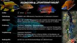 Aquarium einrichten mit Artentafel Aulonocara Maleri