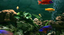 aquarium-von-alexandra-bijok-becken-1226_Becken rechte Seite