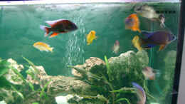 aquarium-von-alexandra-bijok-becken-1226_Fische können unter dem Stein durchschwimmen, Bläschen vom