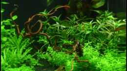 aquarium-von-dominique-mein-kleines_Korkenzieherhasel mit Erlenzäpfchen