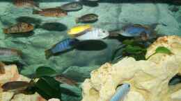 Aquarium einrichten mit Diverse Morphe Maylandia mbenjii und Labidochromis