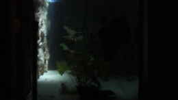 aquarium-von-eichi82-becken-12280_Linke Seite bei Nacht