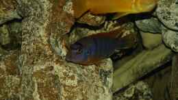 aquarium-von-erwin12-mein-malawi_Labidochromis hongi Red Top