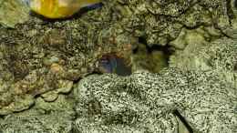 aquarium-von-erwin12-mein-malawi_Labidochromis hongi Red Top