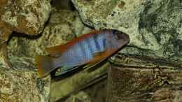 Aquarium einrichten mit Labidochromis hongi Red Top